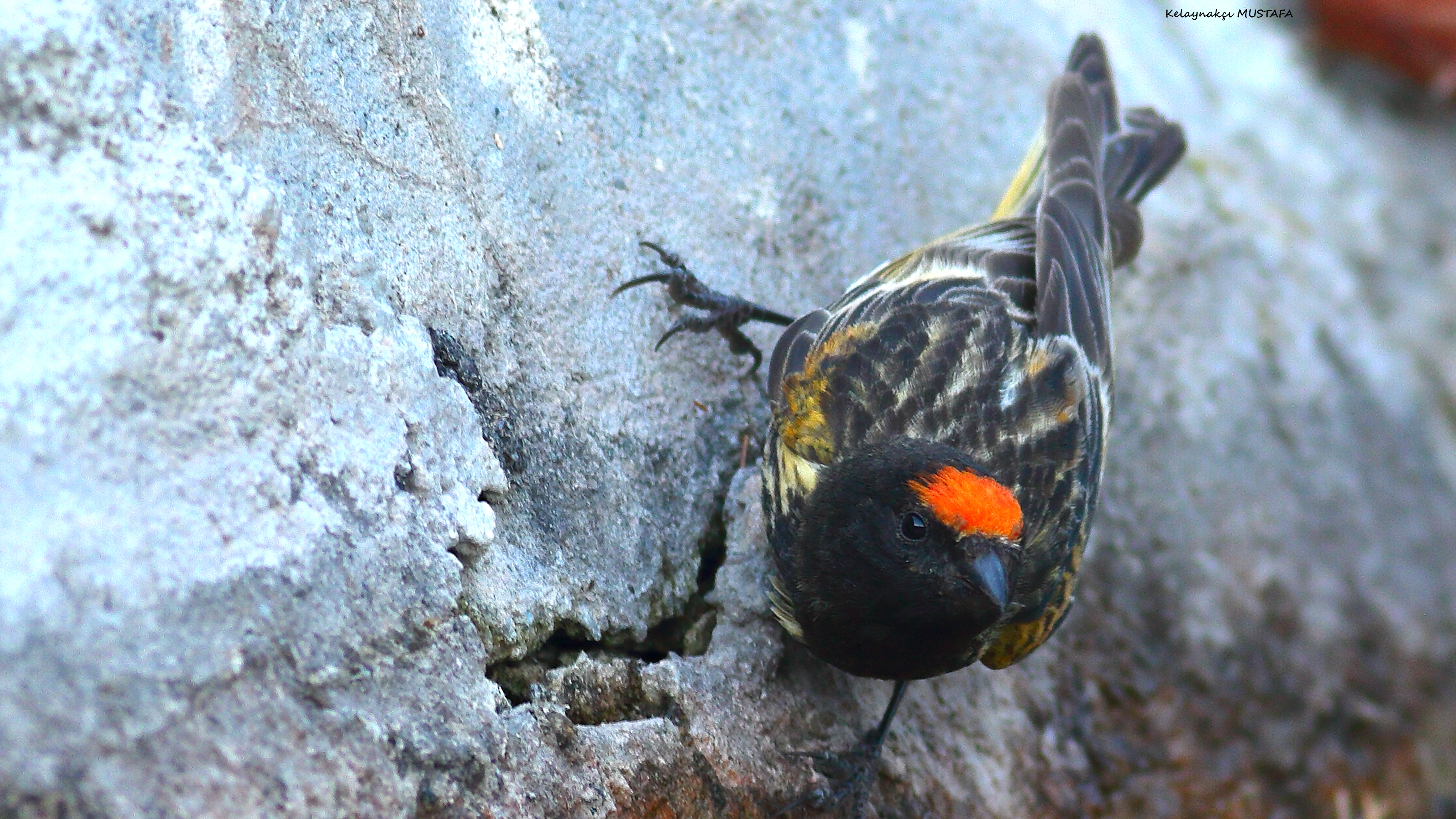 Fire-fronted Serin
